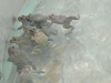 四川美蛙苗生長(cháng)特性解析科學(xué)規劃養殖
