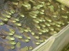 四川牛蛙苗養殖水體 pH 值調節與氨氮控