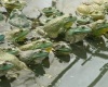 四川美蛙養(yǎng)殖池塘水位調(diào)控與水質(zhì)監(jiān)測(cè)