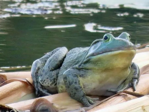 ĴB(yng)ֳ.png
