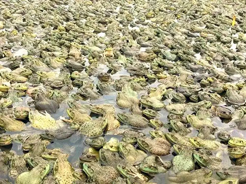 1762850716605440.jpg 四川牛蛙養(yǎng)殖.jpg