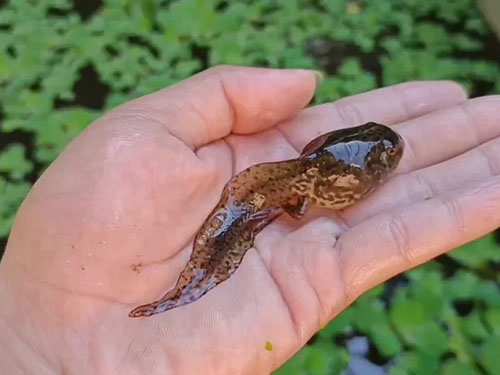 1765354012649359.jpg 四川美蛙養(yǎng)殖.jpg