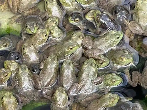 1768289394748622.jpg 四川牛蛙養(yǎng)殖 2.jpg