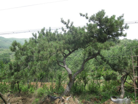 景觀松樹