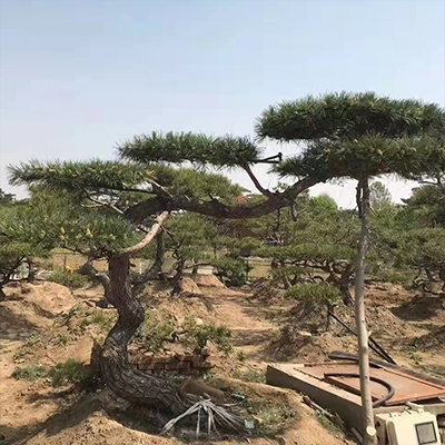 ͺ