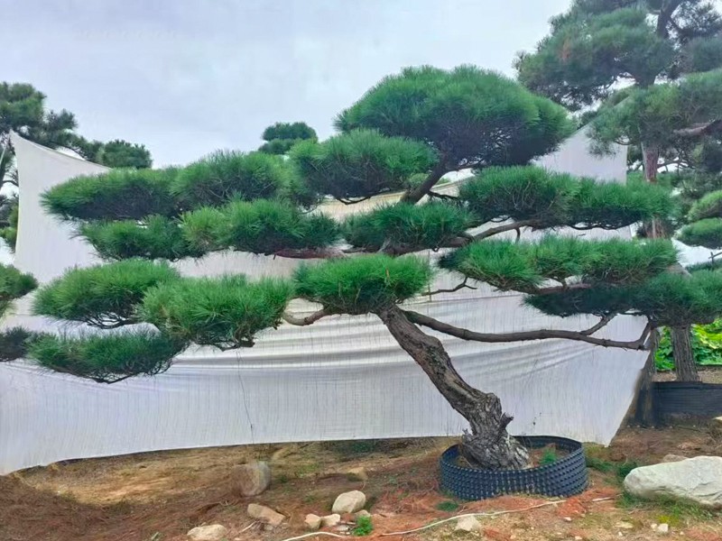 ͼ�� 5.jpg