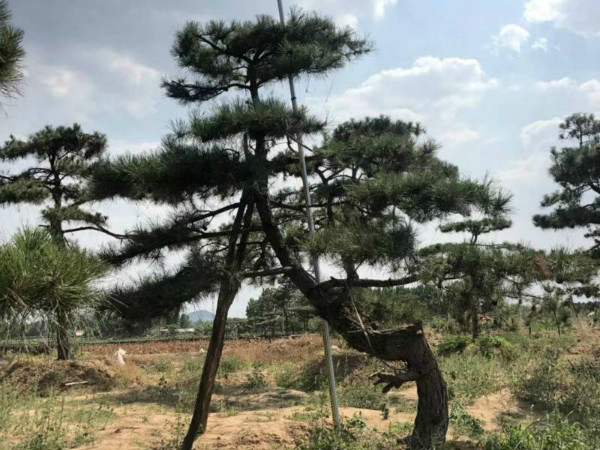 景观松 景观松