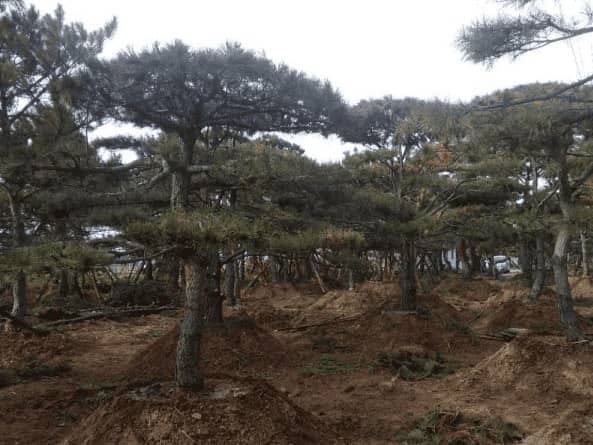 泰山迎客松 泰山迎客松