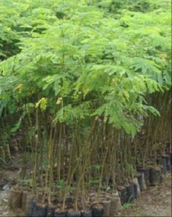 1596345231785038.png image.png