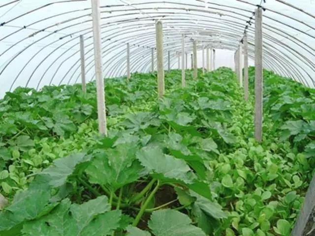 1558626314392343.jpg 1.jpg