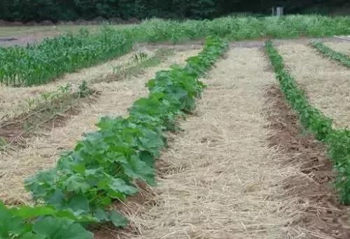 1558626391333815.jpg 1.jpg