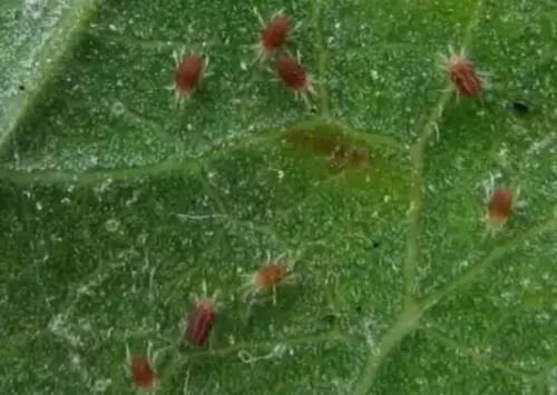 1558626768197896.jpg 4.jpg