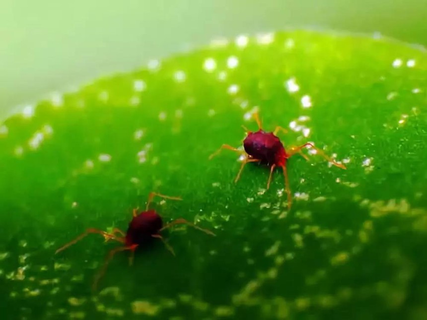 1558626780405513.jpg 5.jpg