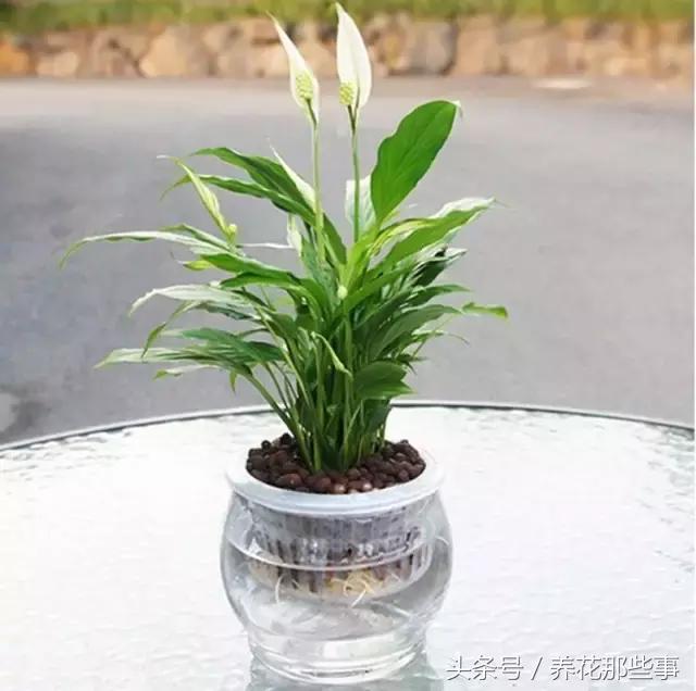 1559137863578790.jpg 水培白掌.jpg