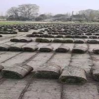 臺(tái)灣二號(hào)草卷