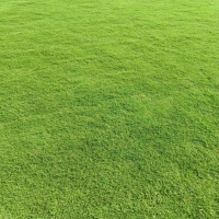 百慕大草坪