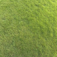 百慕大草坪
