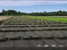 重慶草坪基地