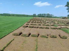重慶草坪基地