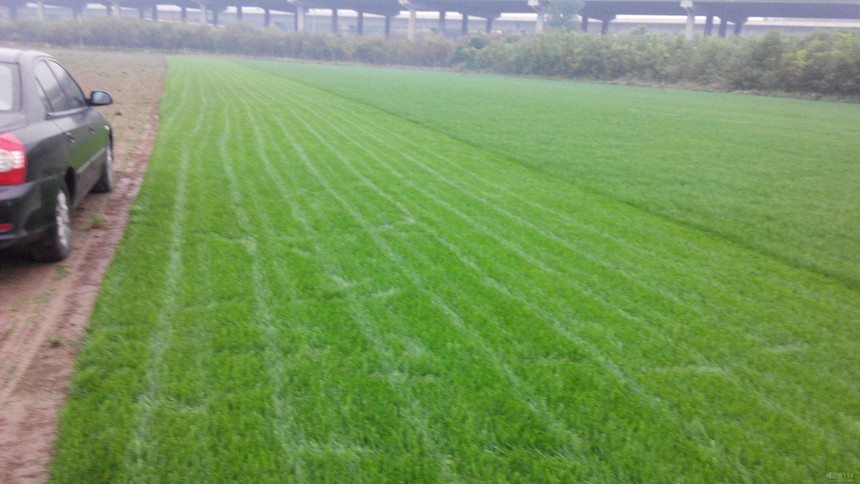 1560932077569733.jpg 11.jpg