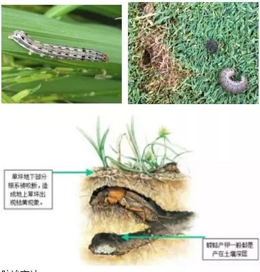 1565582086451560.jpg 640.webp (12).jpg