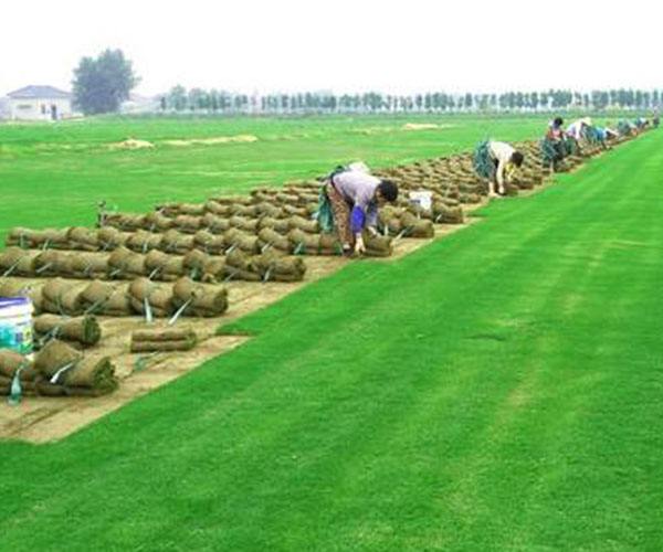 1594611685170287.jpg timg (6).jpg