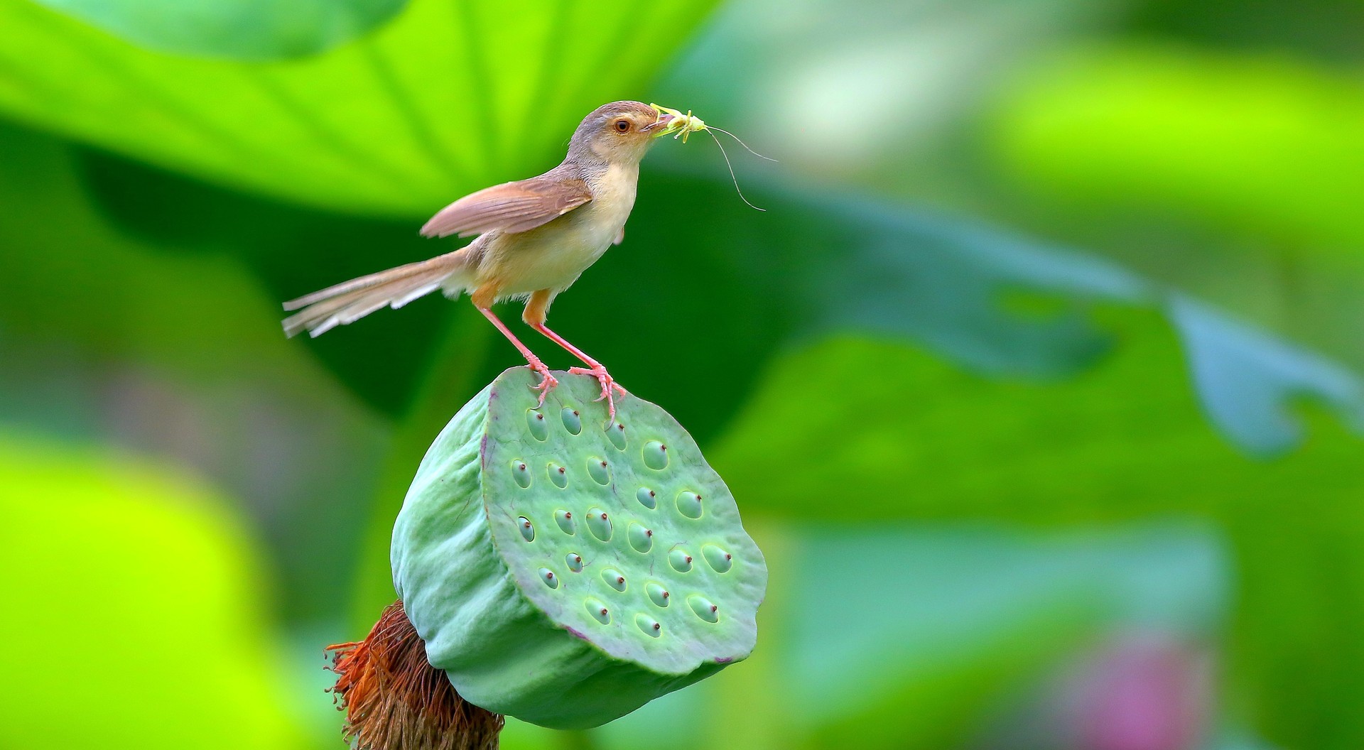 莲蓬上的焦莺_花鸟微距_花鸟微距_自贡旅游网论坛
