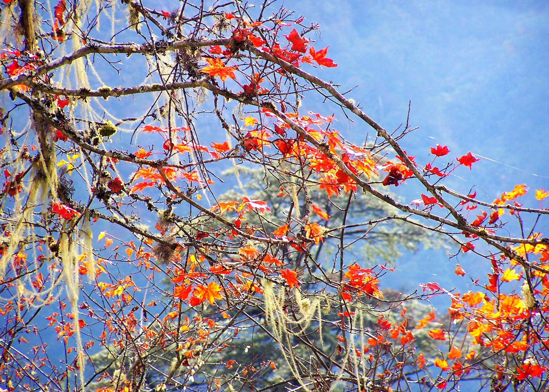 松箩当空舞,枫叶迎客.穿行在茂密的森林里,空气极好.
