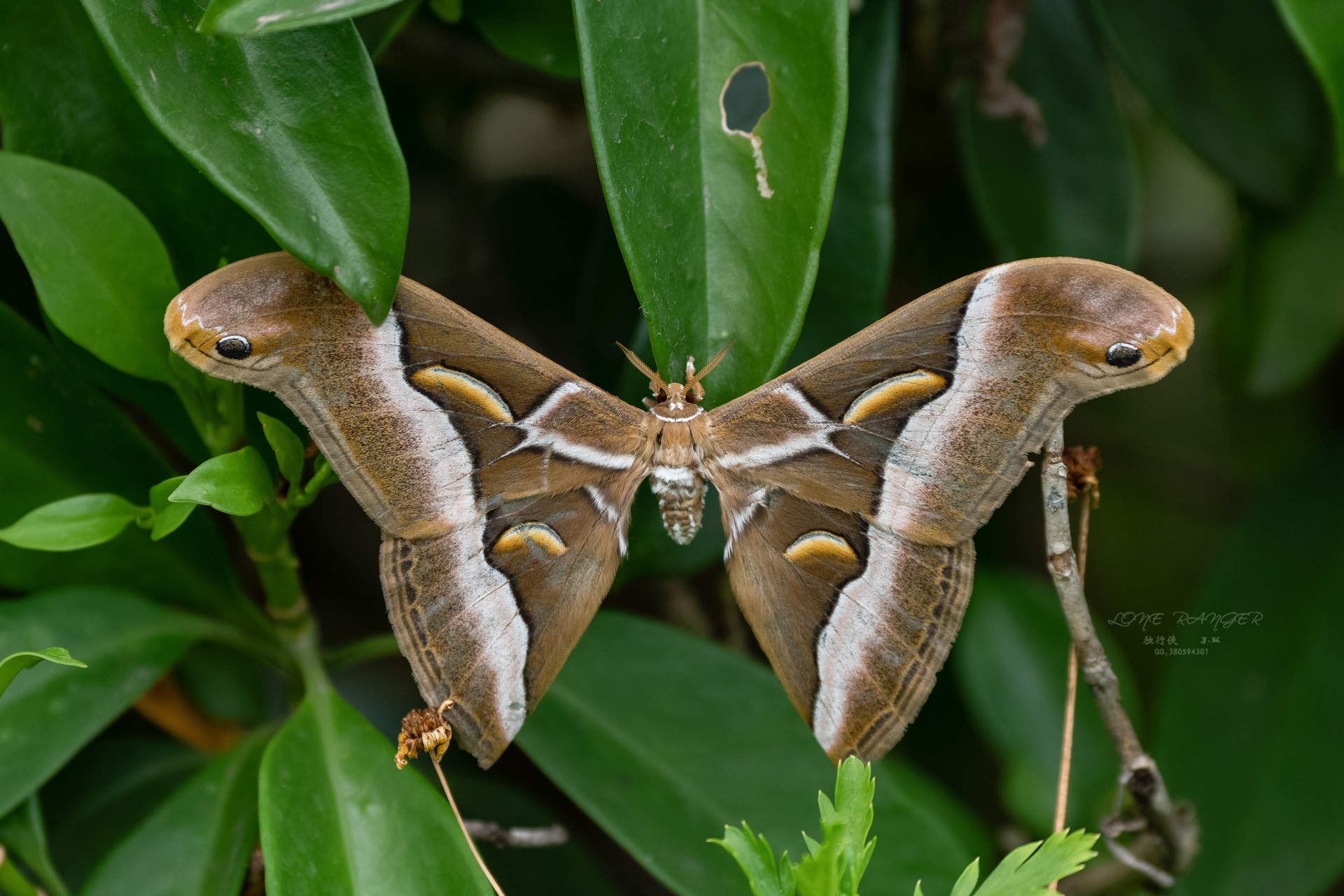 世界最大的蛾类——霸王蝶