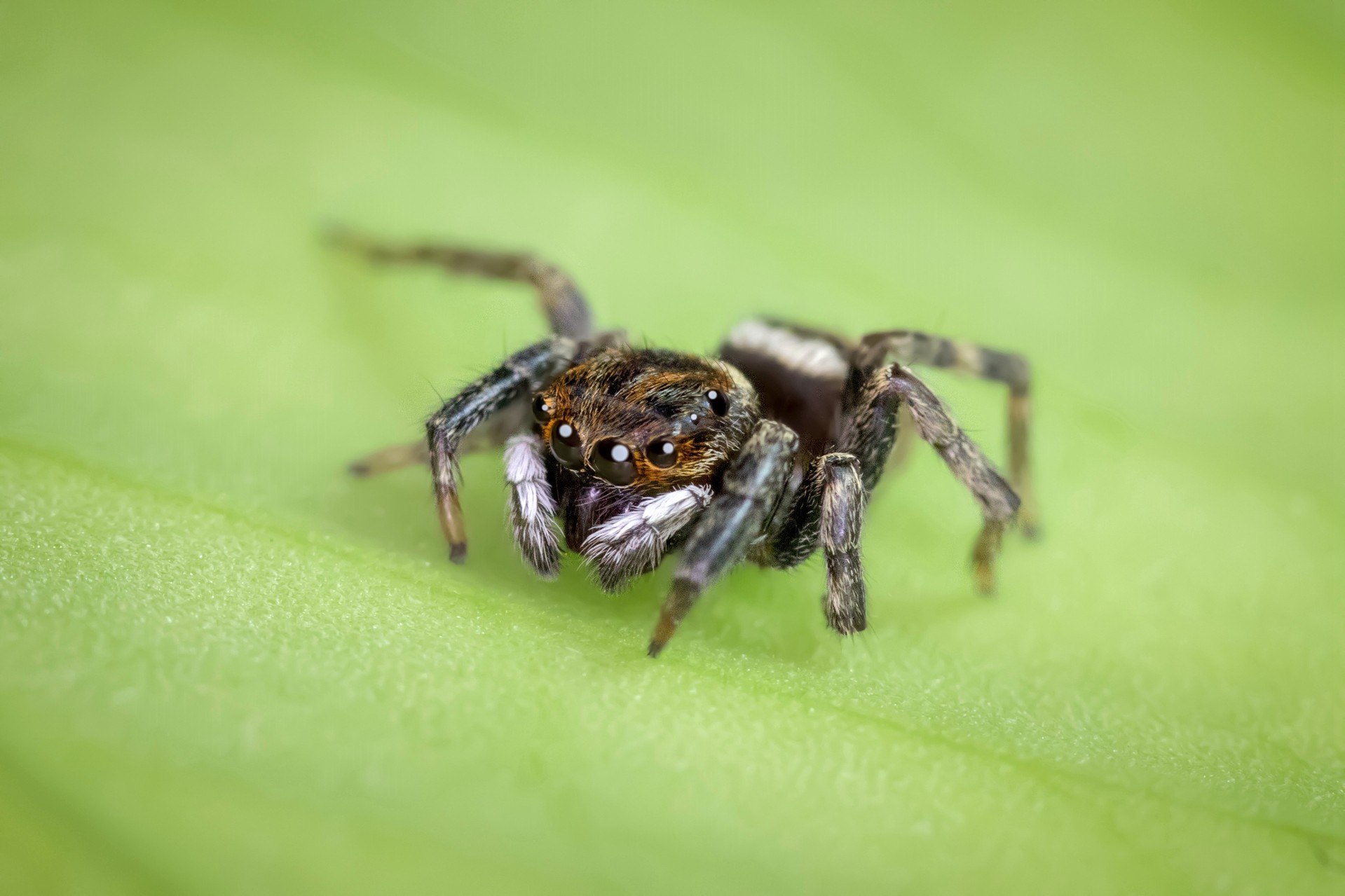 谢谢独行侠老师赠我一只"跳蛛",让我在闲暇无事之时有机会体念一次