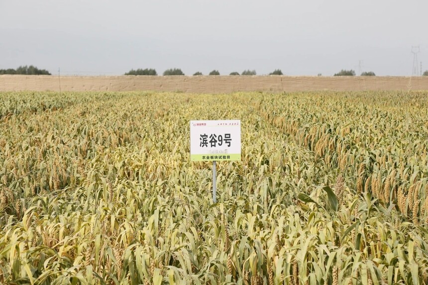1787708492178347.jpg 微信图片_20260825170251_3331_745.jpg