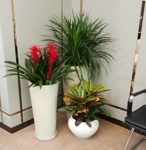 上海植物租赁公司-上海花卉出租-上海办公室植物租摆-上海卉好园艺