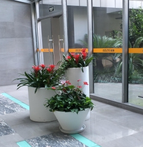 大厅绿植租摆案例