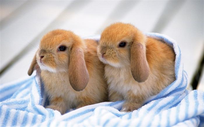 兔子的.jpg