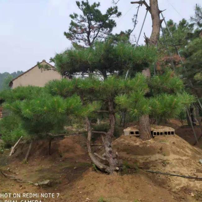 黑松盆景价格 黑松盆景价格