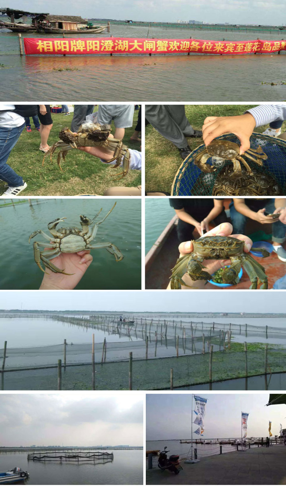 相阳大闸蟹苏州养殖基地