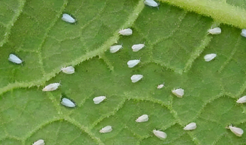 ΢ňDƬ_20210913110727.png