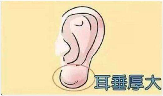 相学上告诉你,为什么女人要稍胖一点才好
