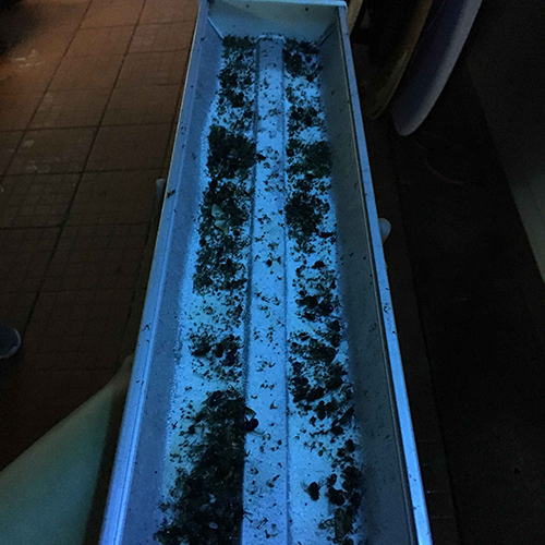 雅安山猫灭鼠除虫公司_雅安灭鼠_雅安除虫_雅安除四害