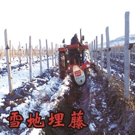 雪地埋藤