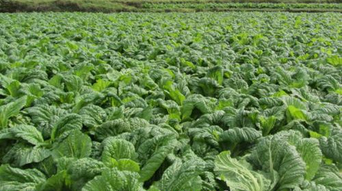 碳氢榨菜真正实现了绿色,生态,有机无农残安全目标三,适时播种榨菜