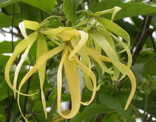 什么精油最壮阳,推荐四种壮阳精油_广州旃檀香舍芳香健康管理咨询有限