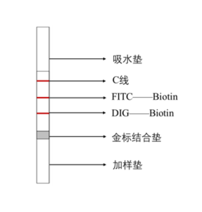 双重核酸检测胶体金试纸条_安普未来