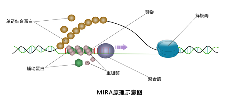 MIRA-5.jpg