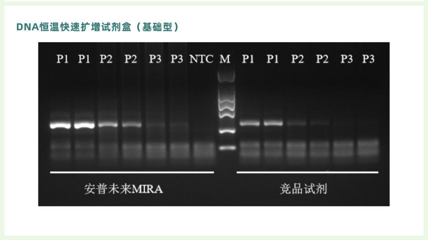 DNA Isothermal Rapid Amplification KitBasic) Guide Manual.png
