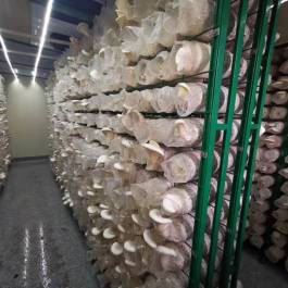 食用菌冷庫(kù)整體應(yīng)用效果