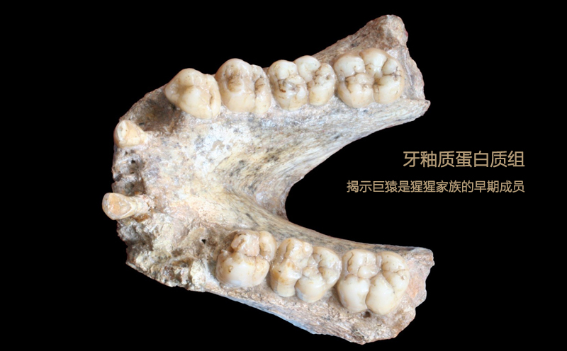 巨猿牙齿化石 巨猿牙齿化石
