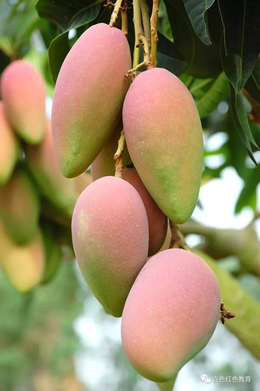 颜色不一,红,黄,青三原色,在大自然这位最神奇的画家调色下,芒果也换