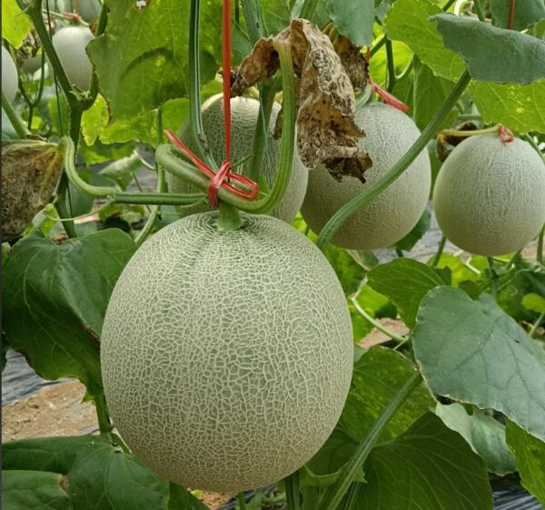 ��仹δ�ջ�ĺ������ƹ�