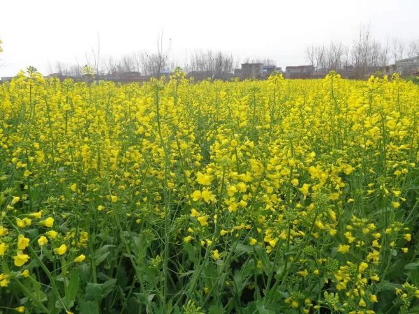 QQͼƬ20220318095419_1647568502